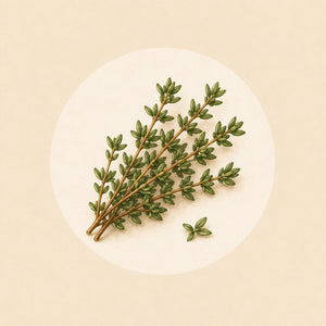 Thymian