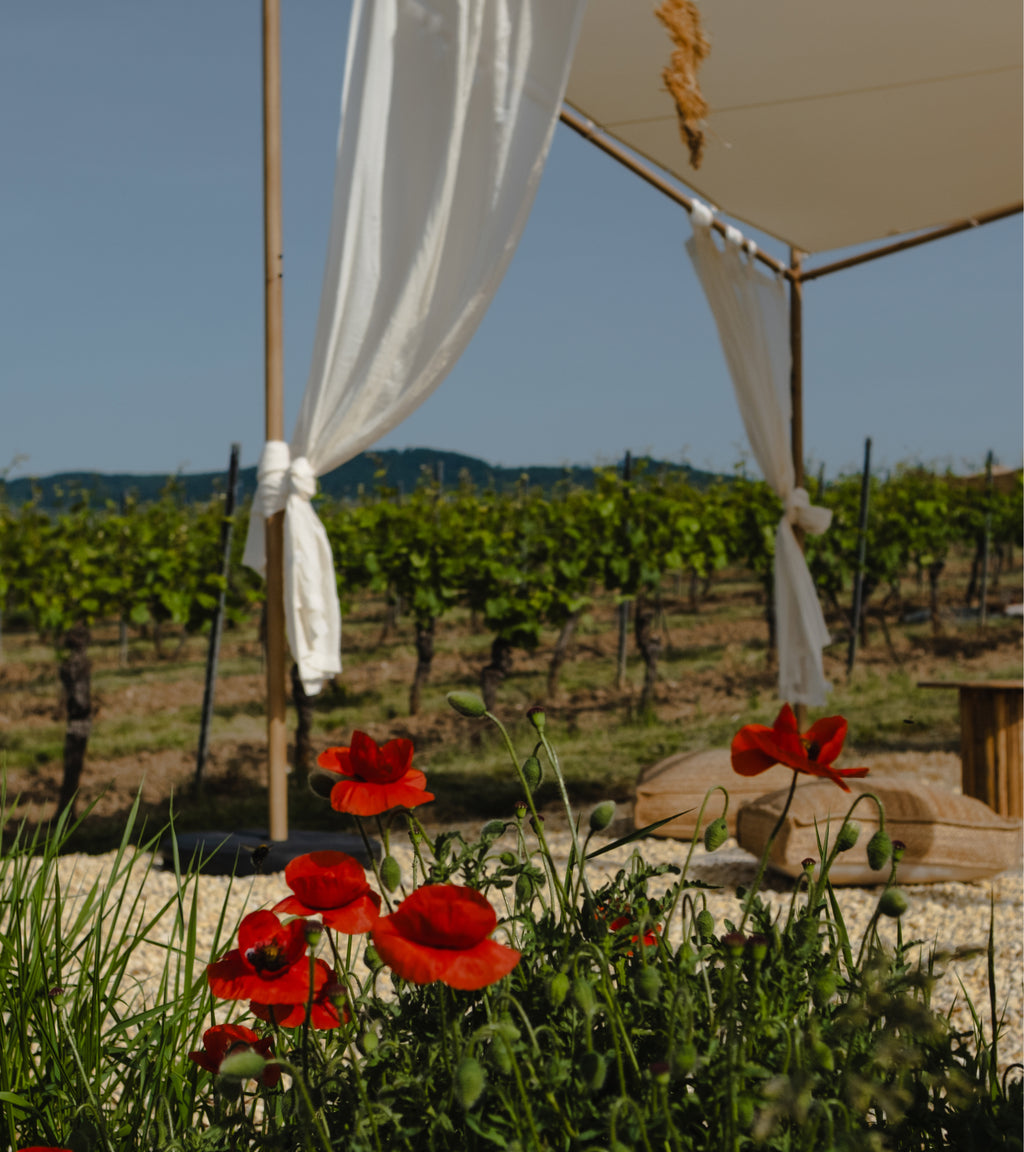 Weinberg Picknick